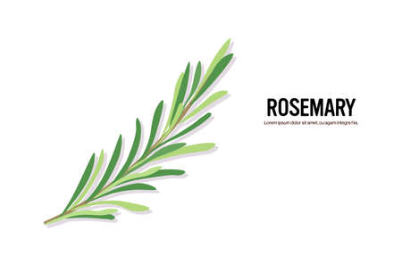 realistic rosemary twig tasty fresh herb green leaves healthy food concept horizontal copy space vector illustrationのイラスト素材