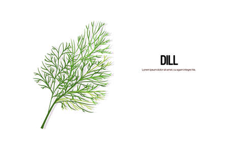 realistic dill twig tasty fresh green leaves healthy food concept horizontal copy space vector illustrationのイラスト素材