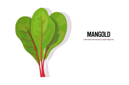 realistic mangold tasty fresh herb green leaves healthy food concept horizontal copy space vector illustrationのイラスト素材