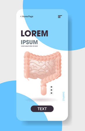 human large and small intestine digestive system gastrointestinal tract anatomy internal organ structure healthcare medicine concept smartphone screen mobile app vertical copy space flat vector illustrationのイラスト素材