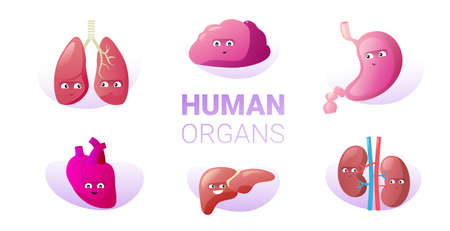 set funny anatomical mascot kidneys lungs brain stomach heart liver characters cute human body internal organs collection horizontal vector illustrationのイラスト素材