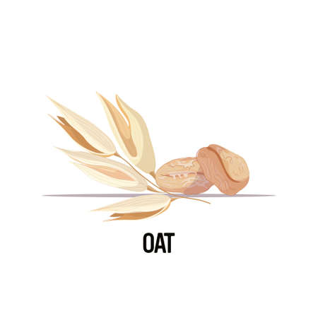 oat ear with dried whole grains organic healthy vegetarian food on white background vector illustrationのイラスト素材