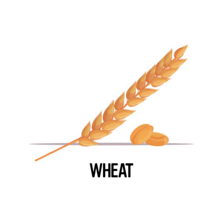 wheat ear with dried whole grains organic healthy vegetarian food on white background vector illustrationのイラスト素材