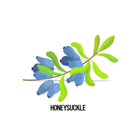 fresh juicy blue honeysuckle brunch with leaves tasty ripe fruit berry isolated on white background healthy food concept vector illustrationのイラスト素材