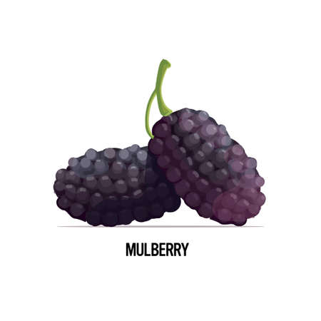 fresh mulberry icon tasty ripe fruit berry isolated on white background healthy food concept vector illustrationのイラスト素材