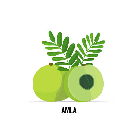 fresh juicy amla indian gooseberry icon tasty ripe fruit isolated on white background healthy food concept vector illustrationのイラスト素材