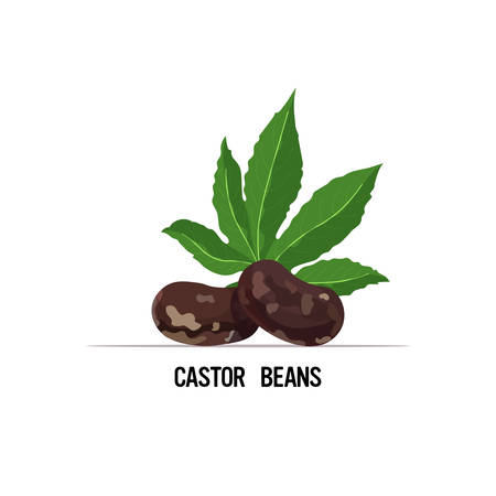 castor beans with leaf organic healthy vegetarian food isolated on white background vector illustrationのイラスト素材