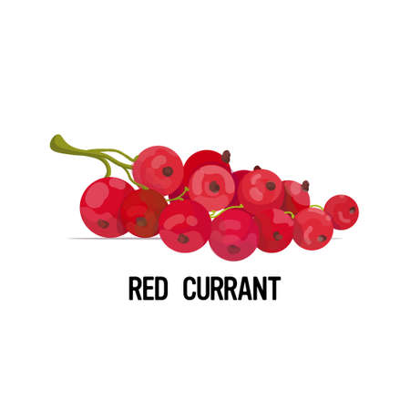 fresh juicy red currant icon tasty ripe fruit berry isolated on white background healthy food concept vector illustrationのイラスト素材