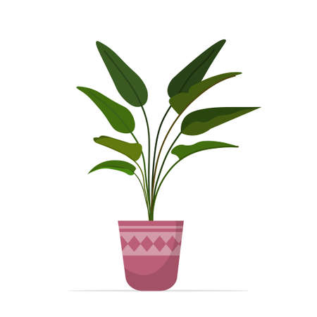 decorative houseplant planted in ceramic pot garden potted plantsのイラスト素材