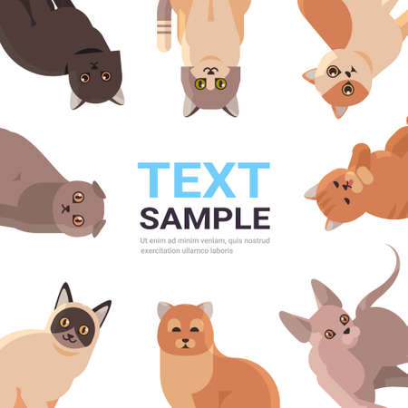 group of purebred cats set fluffy adorable cartoon animals domestic kitty home pets concept flat portrait copy spaceのイラスト素材