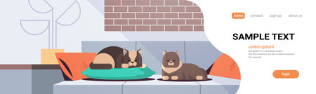 two cats sleeping on pillow fluffy adorable cartoon animals relaxing on sofa modern living room interior domestic kitty home pet concept flat full length copy space horizontalのイラスト素材
