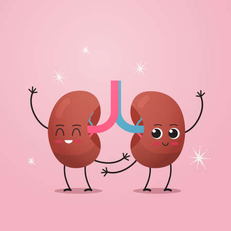 funny kidneys characters cute human internal organ mascot anatomy healthcare medical concept renal system structureのイラスト素材