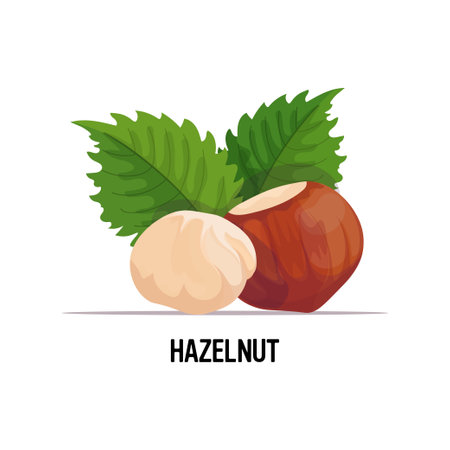 dried hazelnut with leaves isolated on white background healthy food vegetable protein conceptのイラスト素材
