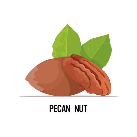 pecan nut with leaves isolated on white background healthy vegetarian food conceptのイラスト素材