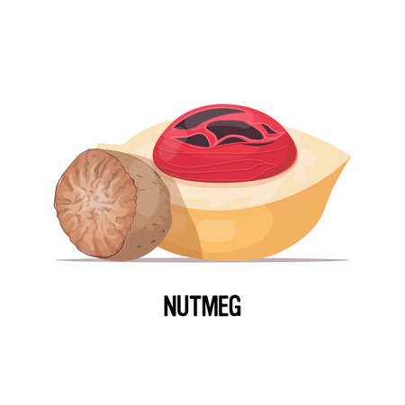 ripe nutmeg fruit isolated on white background healthy vegetarian food conceptのイラスト素材