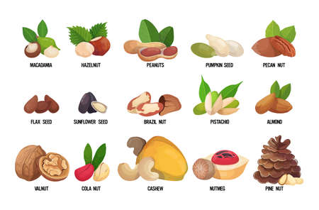 set of named nuts and seeds isolated on white background healthy vegetarian food concept horizontal