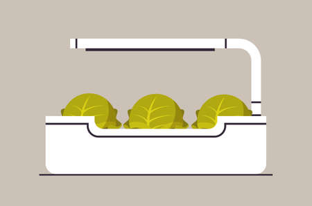 potted cabbage lettuce plants in pot with lamp planting greenhouse botanical garden concept horizontalのイラスト素材
