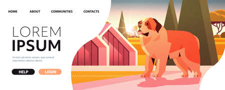 Short-haired saint bernard dog walking outdoor furry friend domestic animal concept full length horizontalのイラスト素材