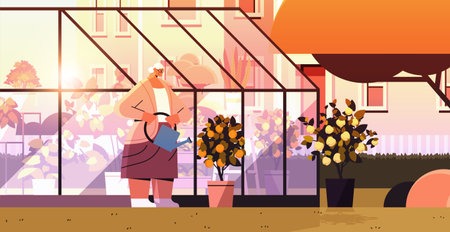 woman gardener with watering can taking care of potted lemon and orange plants at backyard greenhouseのイラスト素材