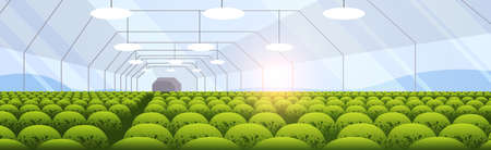 industrial plantation growing plants smart farming agribusiness concept greenhouse interior