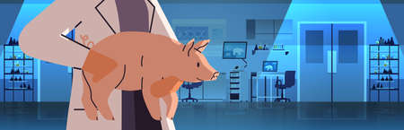 veterinary worker hands in gloves holding experimental pig scientist doing experiments in lab with...