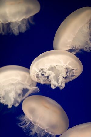 Moon jellyfishの写真素材