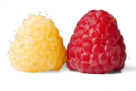 Red and gold raspberries isolated on white backgroundの写真素材
