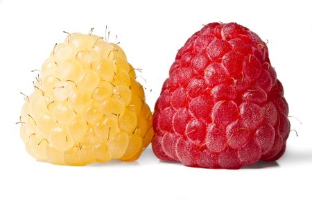 Two raspberries on isolated white background. Could represent fresh and unique.の写真素材