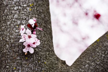 Sakura blossoms blloming in spring. Beautifully isolated against light pink blossoms in the background.の写真素材