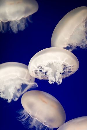 Mysterious moon jellyfish adrift in the blue water of an aquarium.の写真素材