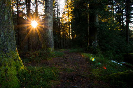 Sunset in the forest