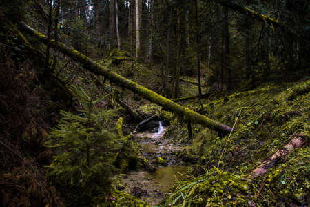 Creek in the forest