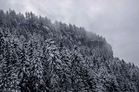 Snow-covered firsの写真素材