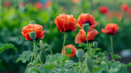 Blooming Red Poppy Flowers for Opium Harvestの素材