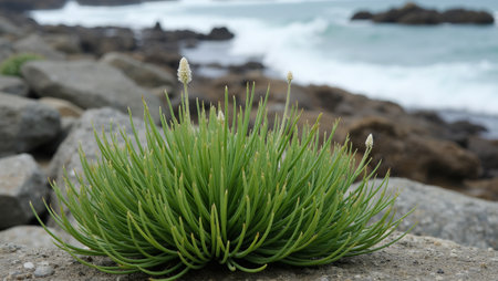 Serene Sea Kale plant by the rocky shore white flowers peeking through waxy green leavesの素材