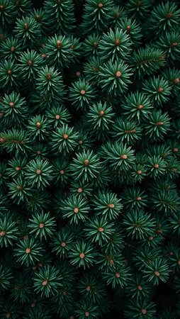 Dark green spruce needles create dense wintry forest backgroundの素材