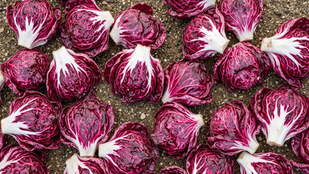 Crisp red radicchio heads on soft soil create a striking organic sceneの素材