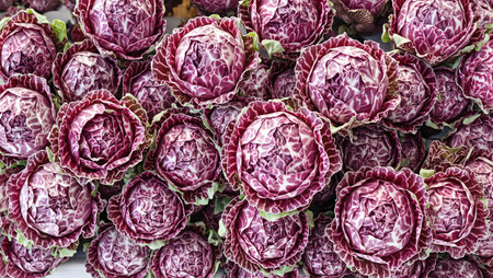 Freshly harvested radicchio with crisp purple leaves and bright white veins vibrant and healthyの素材