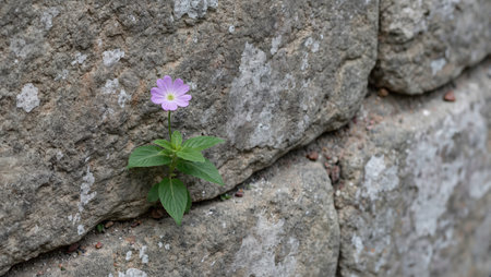 Delicate flower blossoming in old stone wall cracksの素材