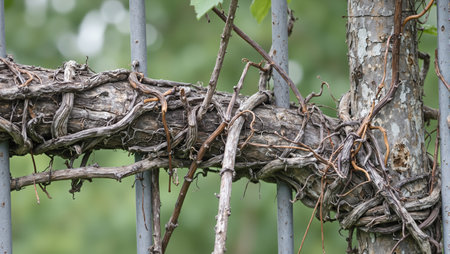 Abstract vine texture on metal fence with twisting rootsの素材