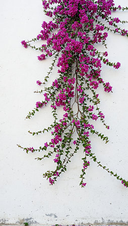 Vibrant purple bougainvillea vines on tall white wallの素材