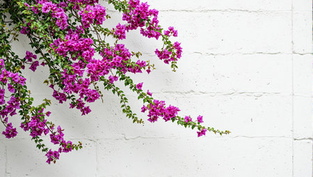 Vibrant purple bougainvillea vines on white wallの素材