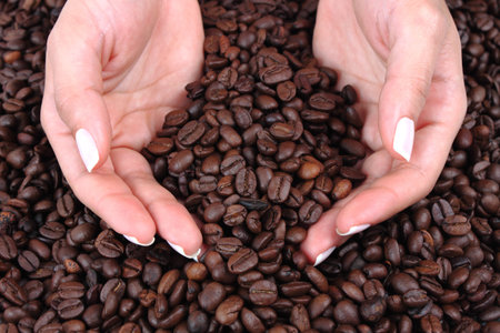 woman holding many coffee beans in his handの写真素材