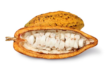 cocoaの写真素材