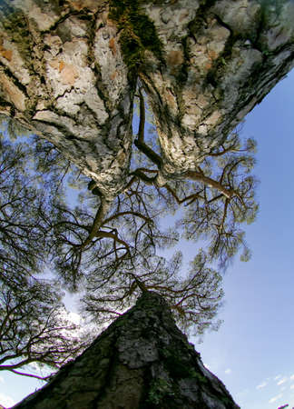 wide angle view of treeの写真素材