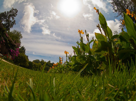 orchidea and grass against blue skyの写真素材