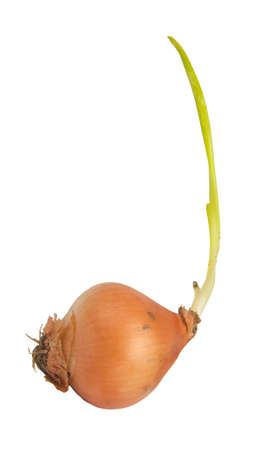 onion islolated in white backgroundの写真素材