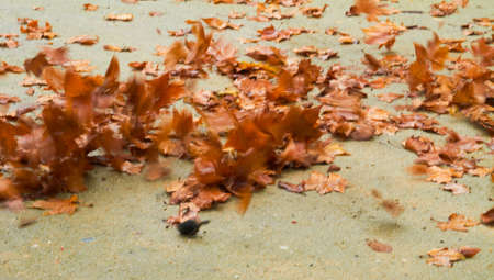 autumn leaves sceneの写真素材