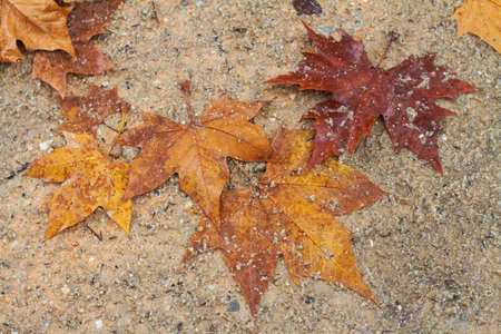 autumn leaves sceneの写真素材