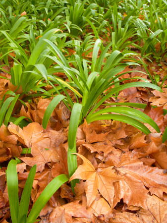 autumn leaves sceneの写真素材